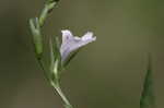 Looseflower waterwillow